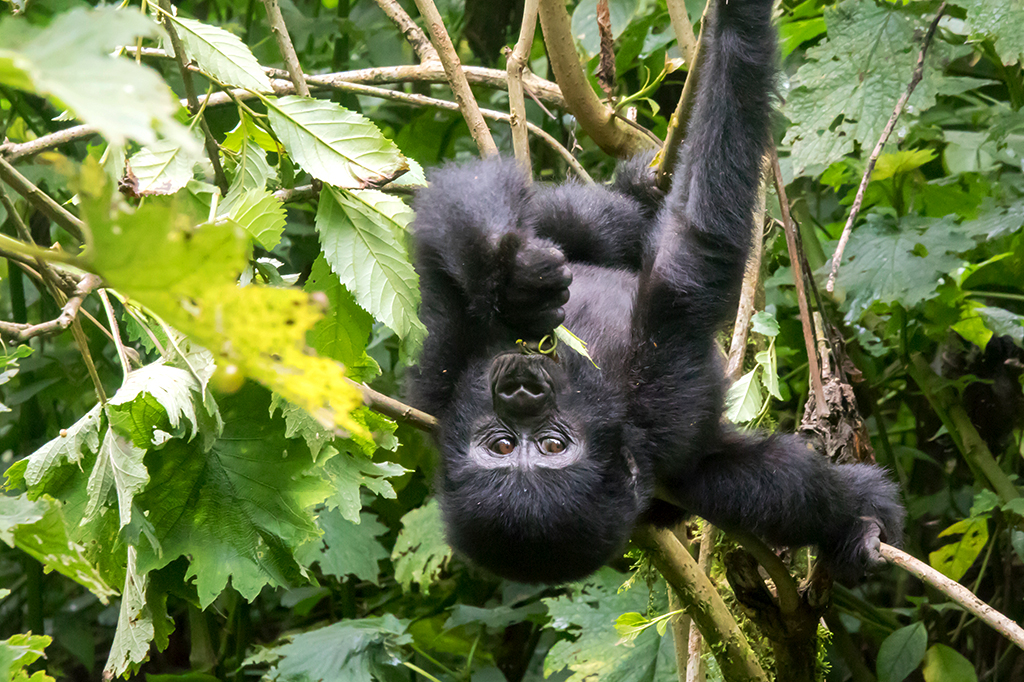 Foto de um bebê gorila pendurado de ponta cabeça em um galho.