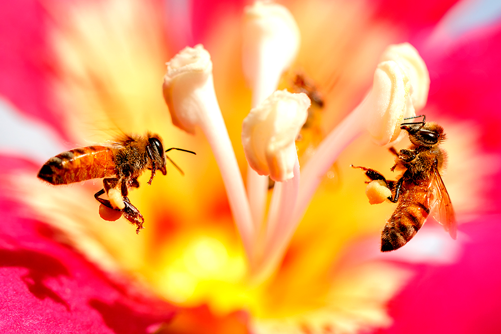 Foto close-up de duas abelhas polinizando em flor rosa