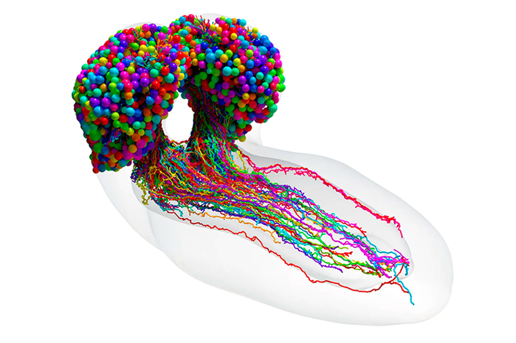 Primeiro mapa completo do cérebro de um inseto tem 3.016 neurônios