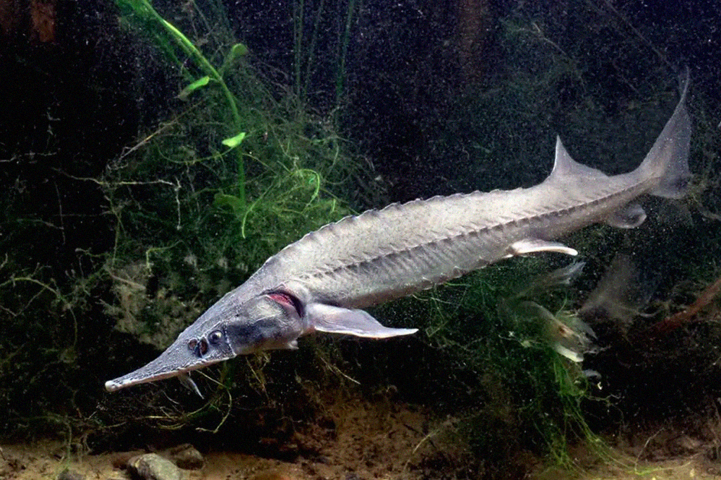 Vírus da gripe pode ter se originado em peixes há 600 milhões de anos