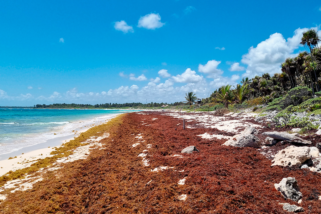 Foto sargaço na praia de Playa Xcacel, Península de Yucatán.