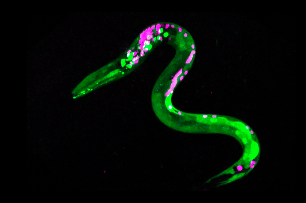 Imagem de verme nematóide onde os pontos verdes fluorescentes revelam neurônios que respondem a canabinóides.