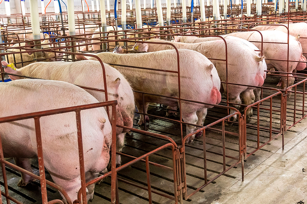 Foto de porcos em fazenda de criação.