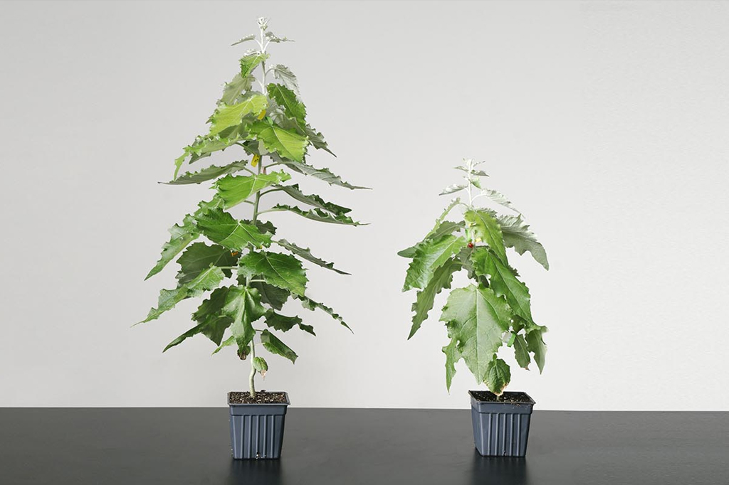 Foto de duas mudas de árvore plantadas em vasos.