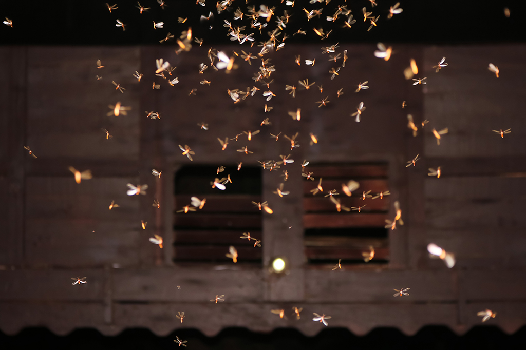 Foto de moscas voando em volta de uma fonte de luz.