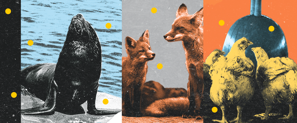 Colagem com uma foca, duas raposas e galinhas.