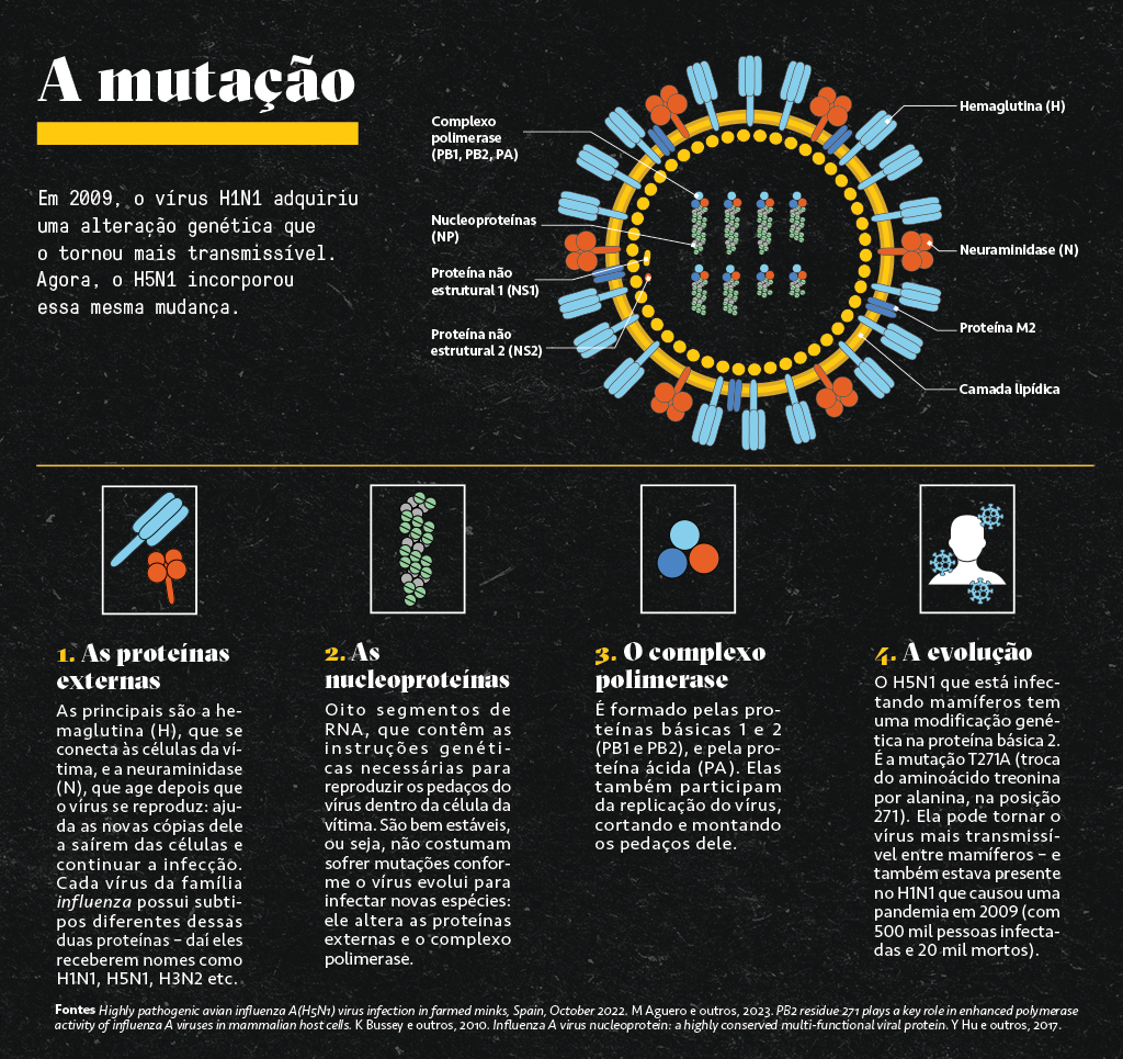 Infográfico mostrando a mutação do vírus H5N1.