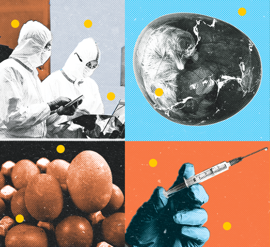 Colagem com cientistas, ovos, um embrião de galinha e uma mão segurando uma seringa de vacina.