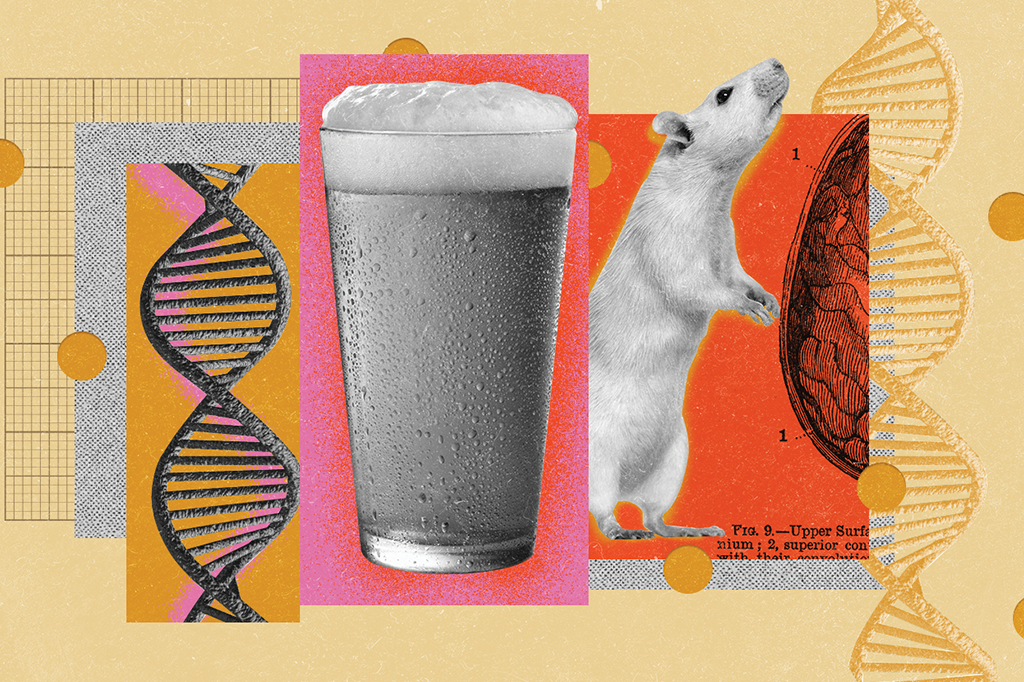 Colagem com um copo de cerveja, fitas de DNA e um rato de laboratório.