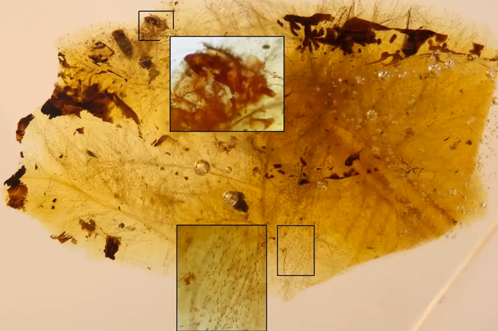 Um fragmento de âmbar contendo mudas de larvas de besouros (inserção superior) e pedaços de penas provavelmente de um dinossauro terópode (inserção inferior).
