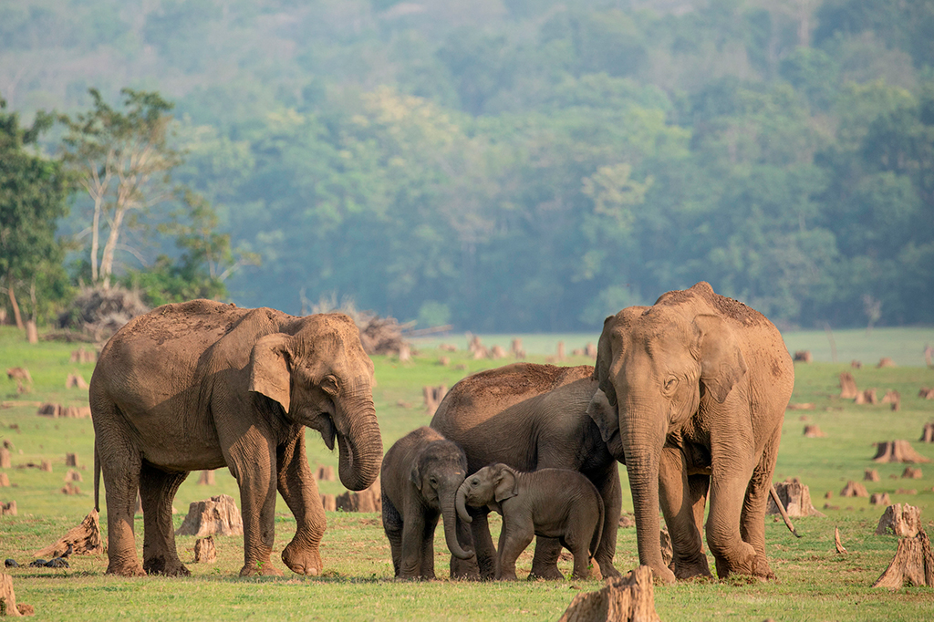 Grupo de elefantes.