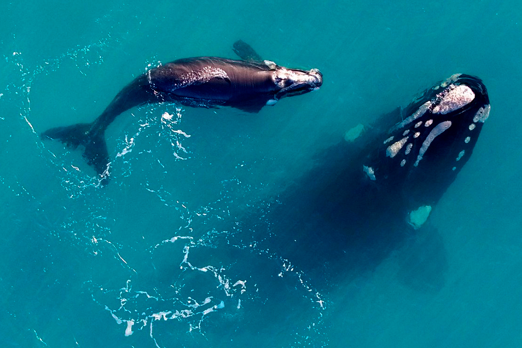 Foto vista de cima de duas baleias nadando.