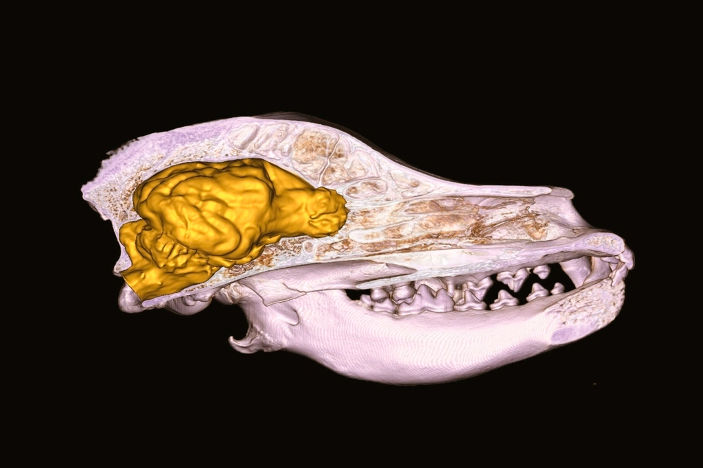 Tomografia computadorizada de um crânio de cachorro vizsla húngaro.