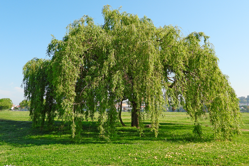 Foto de uma árvore salgueiro-chorão.