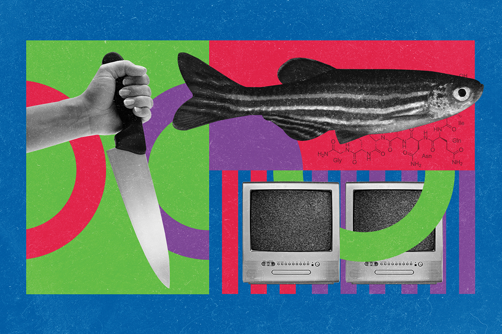 Peixes conseguem detectar sinais de medo