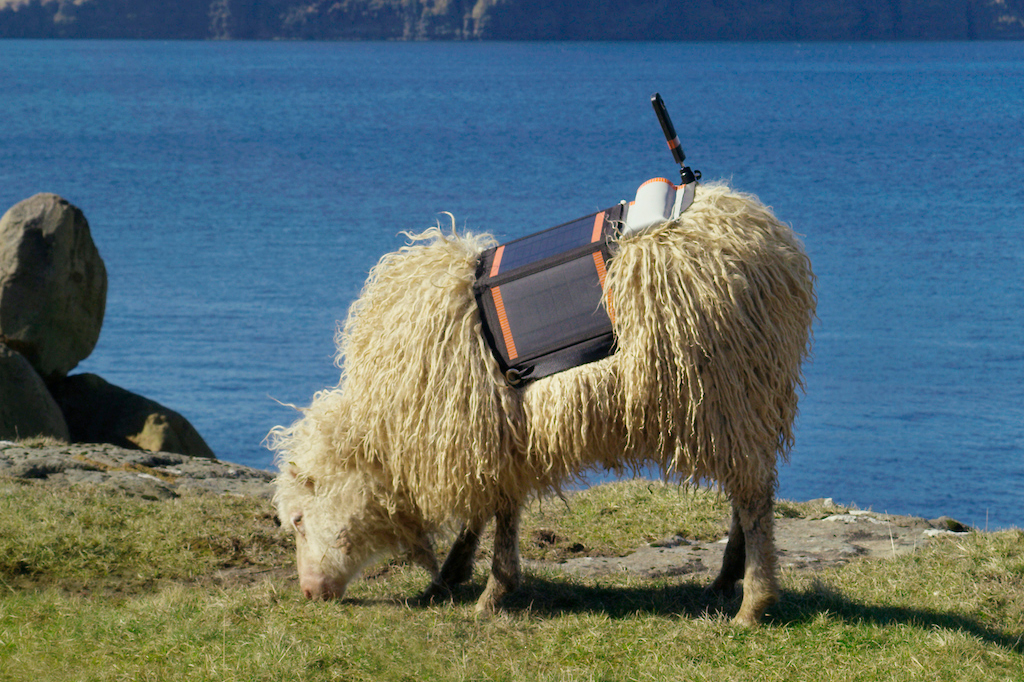 Foto de ovelha com equipamento de gravação nas costas.