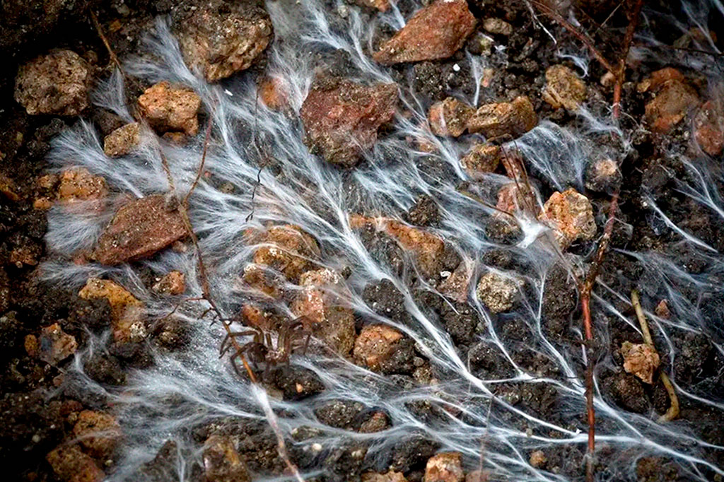 Imagem de Mycorrhizal fungi.