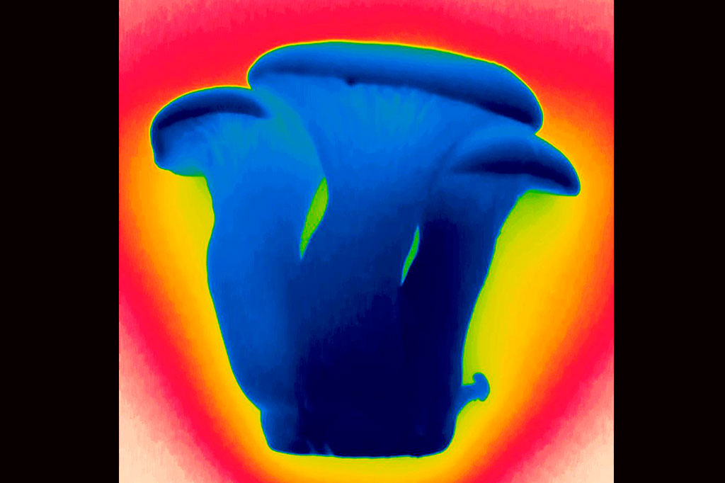 Foto térmica de um cogumelo ostra (Pleurotus eryngii). As áreas mais frias são azul-escuras, com temperaturas médias em amarelo, laranja e vermelho, e as regiões mais quentes em branco.