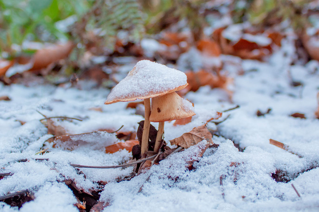Foto de um cogumelo em meio a neve.