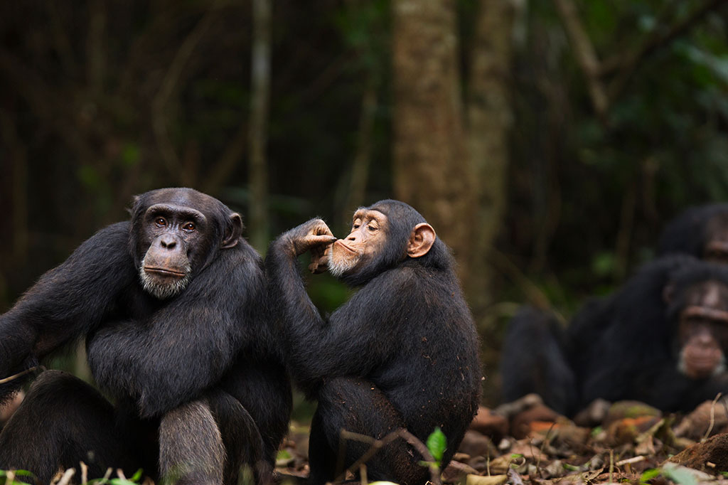 Foto de de chimpanzé ocidental fêmea e macho.