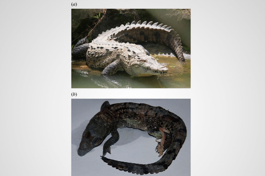 Imagem de comparação entre crocodilos.