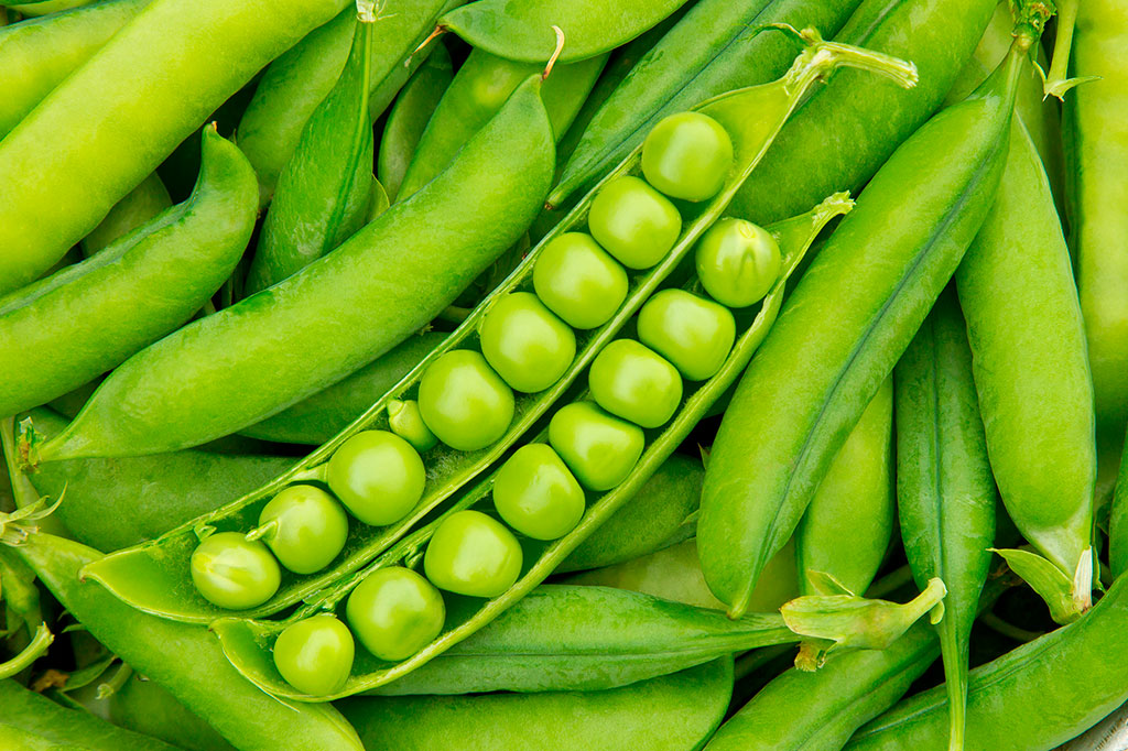 Reino Unido desenvolve ervilhas sem gosto de ervilha – e deve diminuir importação de soja do Brasil.