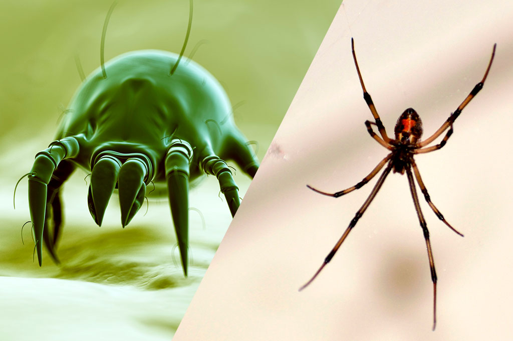 Da esquerda para a direita uma ilustração 3D de ácaro de poeira e uma foto de uma aranha viúva marrom na sua teia.