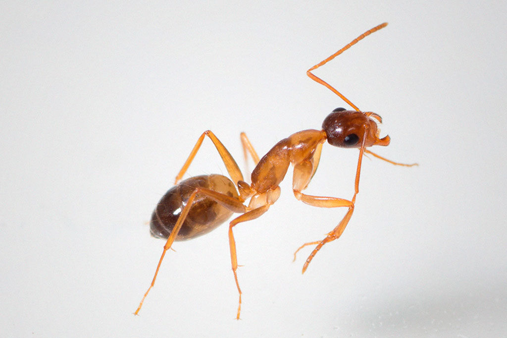 Foto da formiga camponotus nylanderi limpando suas antenas em fundo cinza.