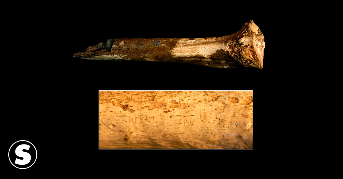 .Tíbia de hominédeo encontrada pela paleoantropóloga Briana Pobiner no Museu Nacional de Nairóbi, no Quênia. Abaixo há uma area ampliada mostrando marcas de corte.