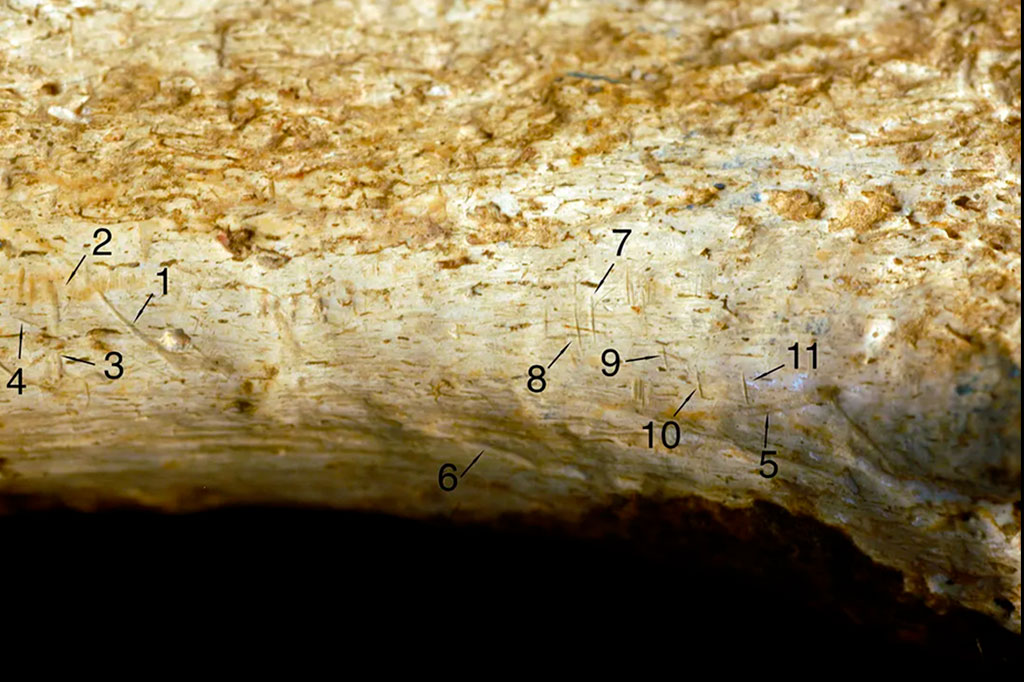 Imagem aproximada de osso do esqueleto de um de hominídeos com marcas de corte (1-4 e 7-11) e dentes (5 e 6).