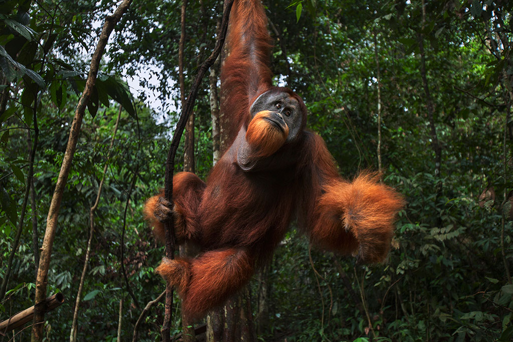 Foto de um orangotango sumatra, macho, se balançando em um galho.