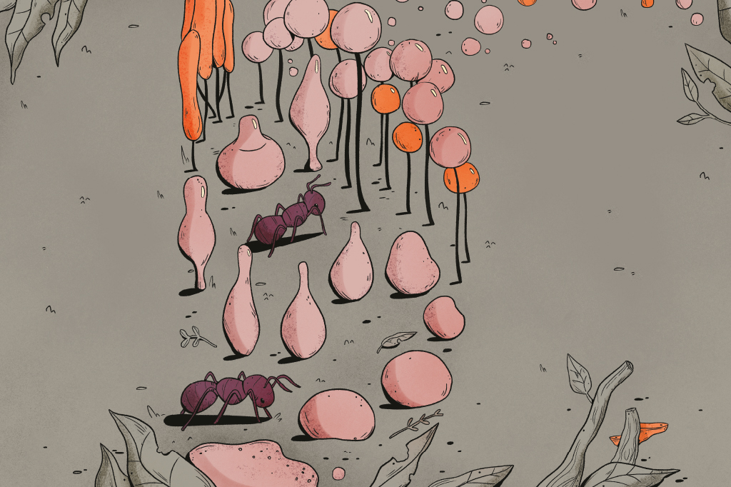 Ciclo de vida, ilustrado passo-a-passo, do mofo do lodo Dictyostelium. Ele começa como uma gosma e se torna uma estrutura similar a um cogumelo.