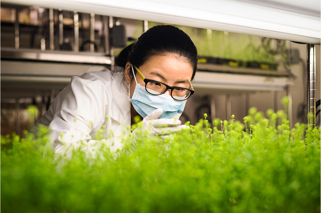 Foto de uma cientista asiática examinando plantas em laboratório.