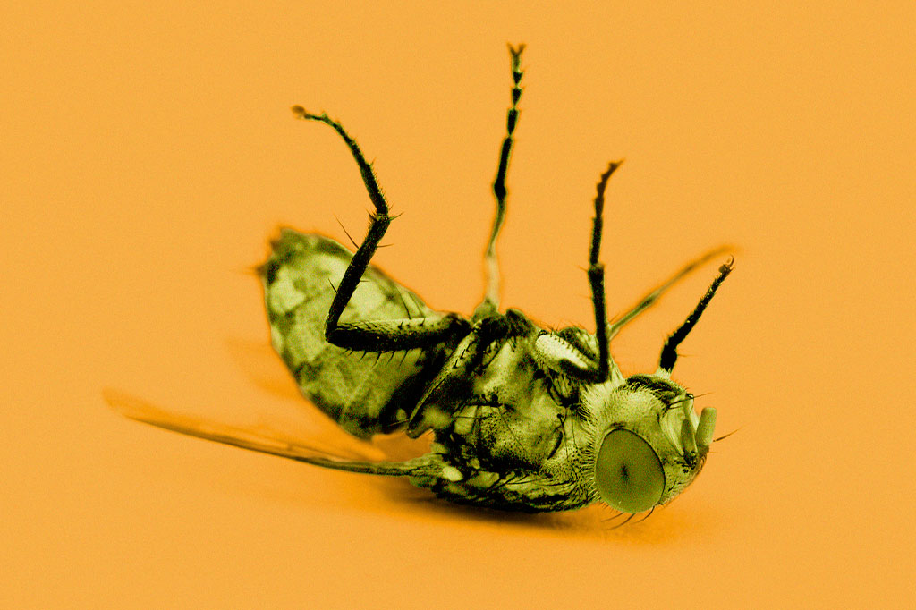 Foto aproximada de uma mosca morta em fundo laranja.