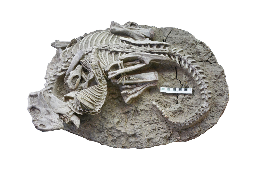Fóssil de um mamífero atacando um dinossauro.