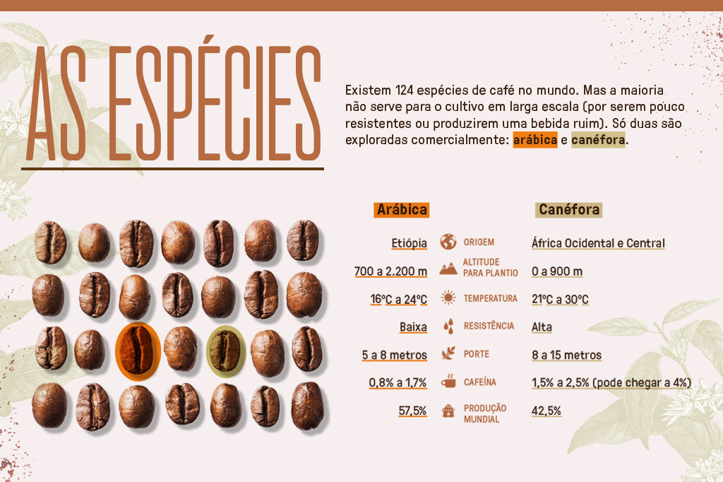 Infográfico mostrando diferenças entre espécies arábica e canéfora.