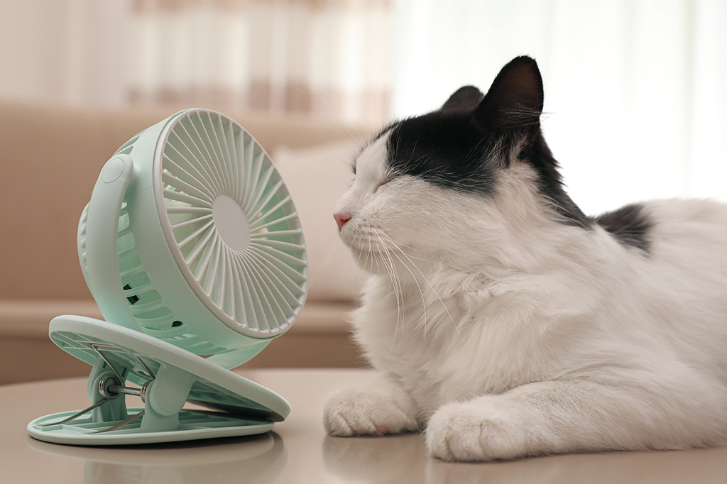 Um gatinho deitado se refrescando na frente de um ventilador.