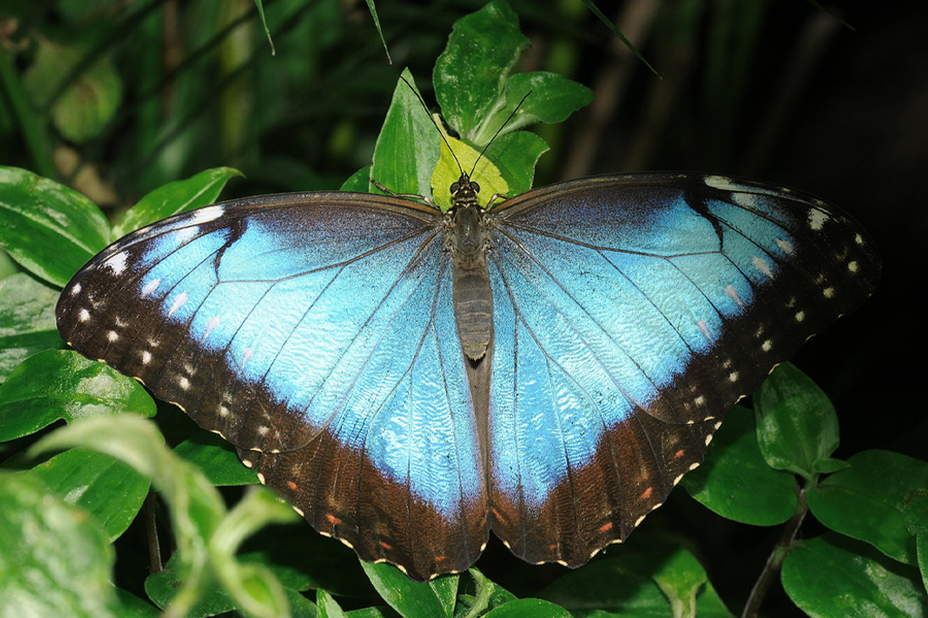 Uma borboleta Morpho didius pousando em folhas.