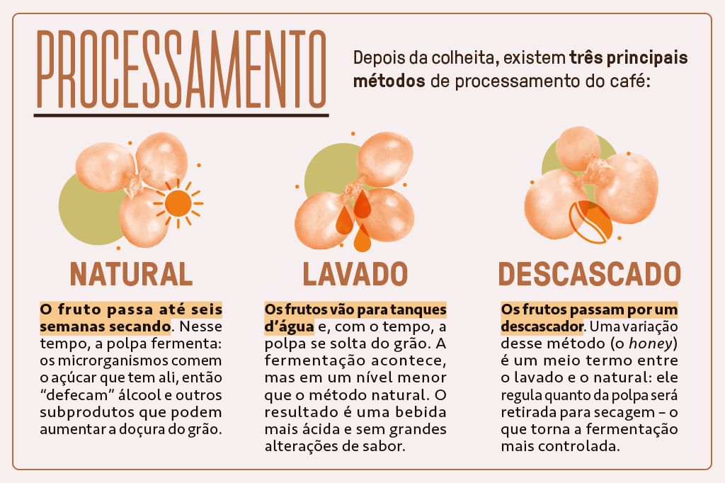 Infográfico sobre os tipos de processamento do café.