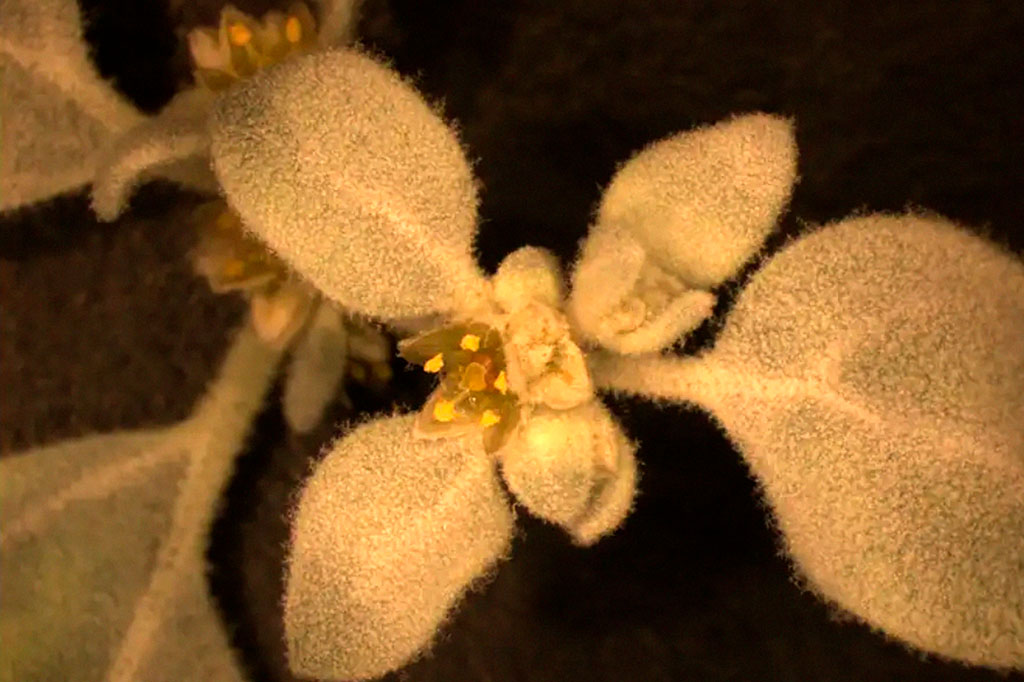 Esta planta resiste (e floresce) em meio ao deserto do Vale da Morte