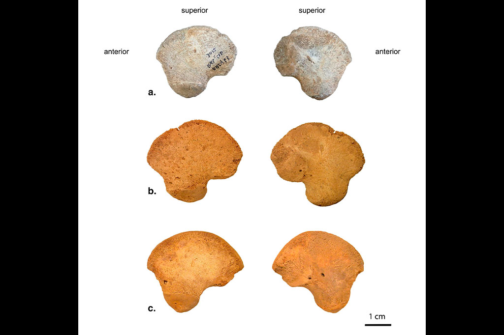 Vista lateral (esquerda) e medial (direita) de (a) o ílio direito (espelhado à esquerda) de AR-63, (b) o ílio esquerdo do neandertal perinatal LM2 e (c) o ílio esquerdo de um indivíduo perinatal recente (T41).