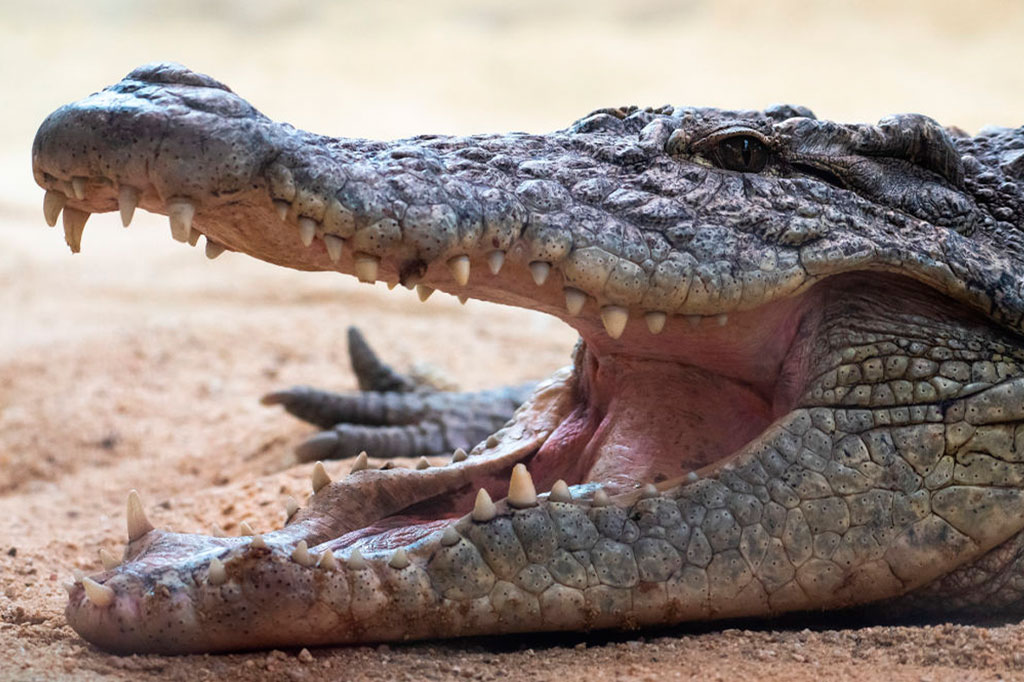Foto aproximada de um crocodilo do Nilo abrindo a boca.