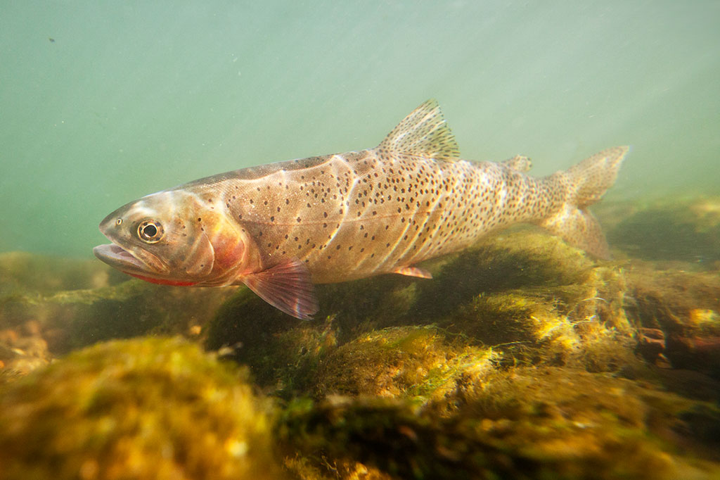 Foto do peixe Truta-Salmonada debaixo d'água.