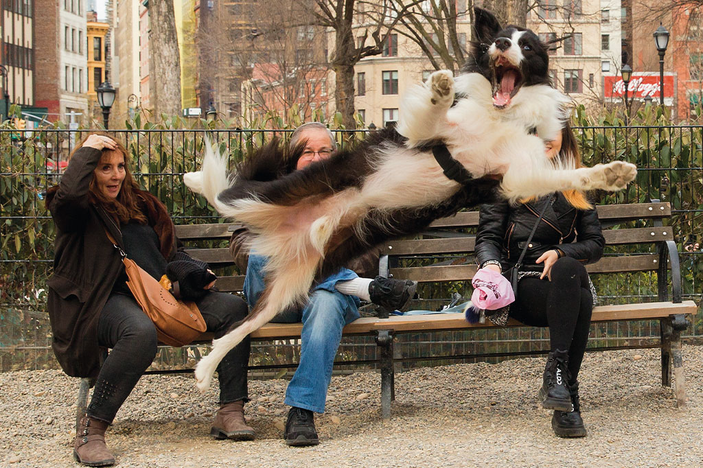 Concurso Comedy Pets de fotos engraçadas de animais.