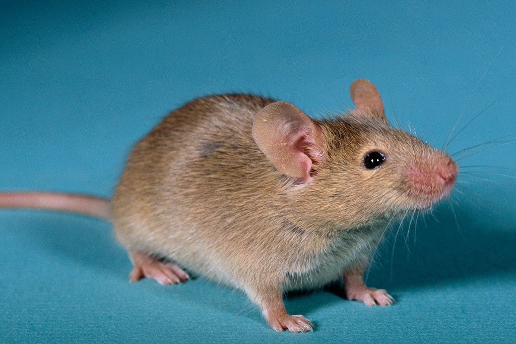 Cientistas usam nova técnica para reverter surdez genética em ratos