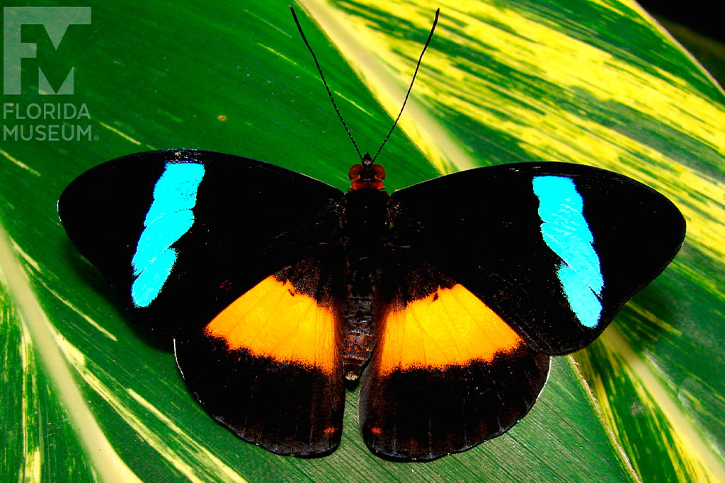 Macho Obrinus Olivewing -Nessaea obrinus.
