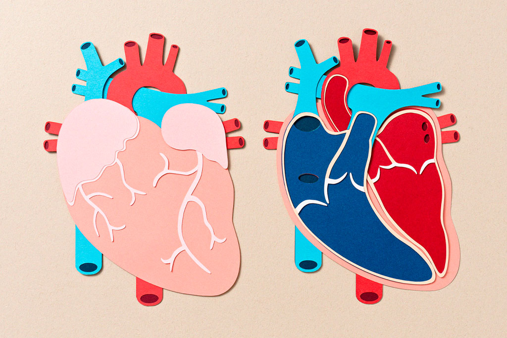 Ilustração de coração humano e sua anatomia.