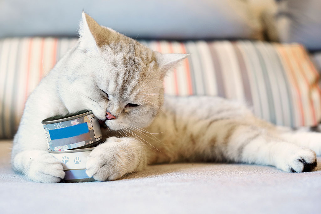 Foto de gato de pelo curto cinza tentando abrir lata com a boca.
