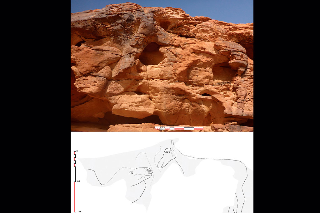 Montagem com foto superior mostrando esculturas de camelos esculpidas em rochas na província de Al Jawf, no noroeste da Arábia Saudita e ilustração das formas do camelo embaixo.