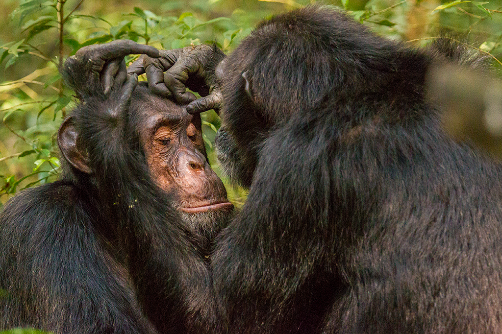 Imagem de um chimpanzé cuidando de outro membro do grupo.